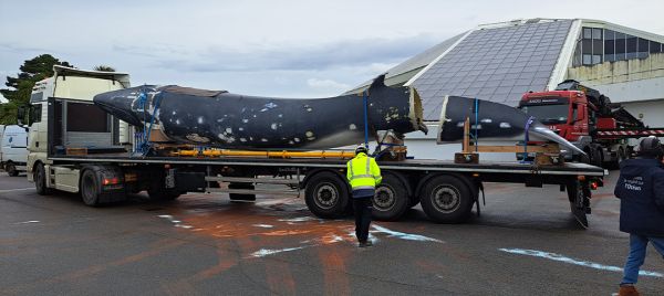 Une baleine aperçue en direction de l'aéroport !